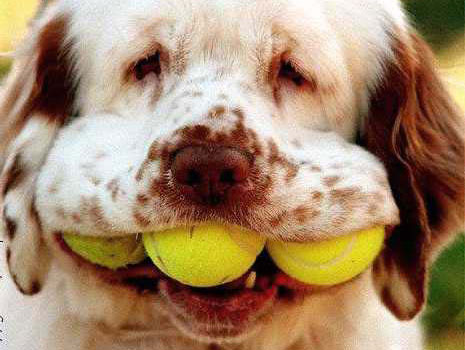 dog-tennis