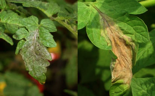 Late blight lesion on infected tomato leaf at garden center and in a home garden.