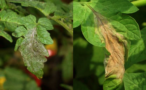 early blight tomato leaf diseases