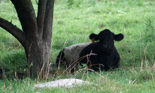 belties-1