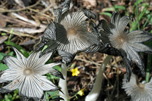 mushrooms-2