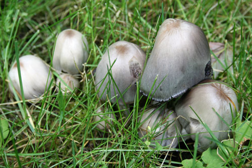 mushrooms-4
