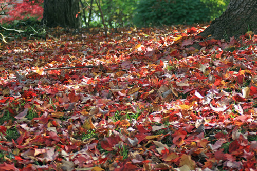 fall-leaves