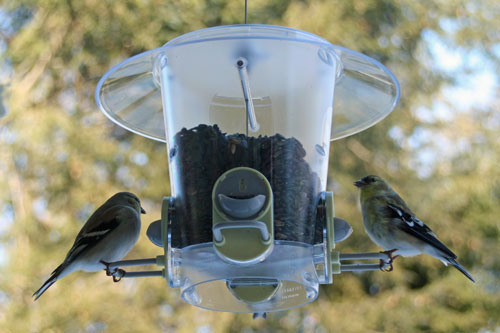 backyard-birds-2