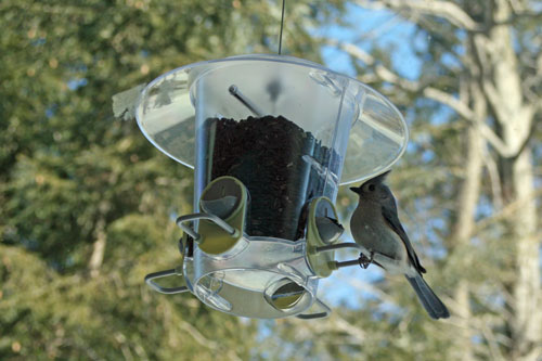 backyard-birds-3