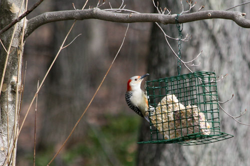 backyard-birds-1