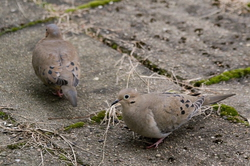 backyard-birds-2