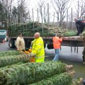 Volunteers unload Christmas trees at the Fire Station (contributed photo)