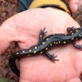 Spotted Salamander (contributed photo)