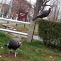 Wild Turkeys of Main Street captured readers imagination and frustration (Photo by Nancy V)