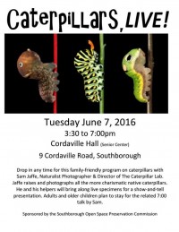 Caterpillars, Live flyer