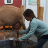 Goat Milking Contest (photo by The Trustees of Reservations)