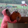 Pumpkin decorating at the Chestnut Hill Farm Festival 2016 (photo by The Trustees of Reservations)