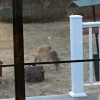 Coyotes on Powdermill (cropped from photo by Paula Moore)