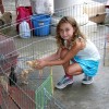 Barnyard animals petting zoo at Rec camp (photo from Southborough Recreation Facebook page)