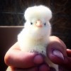 baby chick at CHF (from blog)
