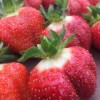 CHF strawberries from this summer (from CHF blog)
