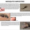 mosquito imposters part 1