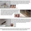 mosquito imposters part 2