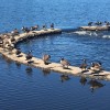 Geese Middle Rd reservoir by Chris Robbins