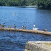 water birds (cropped from Middle Rd reservoir by Chris Robbins)