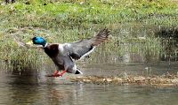 "Flight time. While a pair of mallards occupied this small mud pond two males dropped in briefly. This one, then the other, soon decided to go looking elsewhere." (by Allan Bezanson)