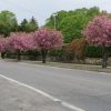 Cherry Trees on Main Street (photo from May 2014 by Beth Melo)