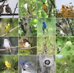 contributed photos of Birds of Breakneck by Dawn Vesey