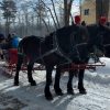 horse drawn sleigh - Trailblazers (cropped from contributed photo)
