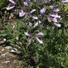 Penstemon hirsutus at Breakneck Hill by Freddie Gillespie