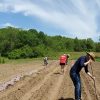 Planting crops in May
