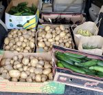 last week's harvest for food pantries