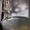 Maple tapping (from CHF Facebook page)