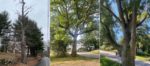 examples of trees residents asked to have removed (cropped from DPW posted pics)