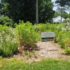 Library Native Garden - cropped from Conservation webinar