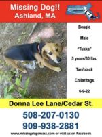 Missing dog flyer