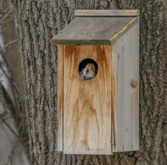 Photos: SVT Nature Sightings - My Southborough