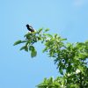 Bobolink recently photographed at Breakneck Hill Conservation Land (contributed photo from Stewarship Committee)
