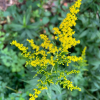 Goldenrod (contributed by SOLF)