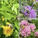 Pollinators on flowers at Beals Preserve -- Photo by Kathryn Korostoff