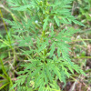 Ragweed (contributed by SOLF)