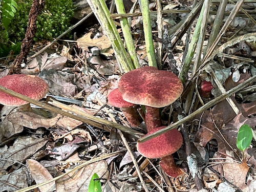 Painted slippery cap by Deborah Costine