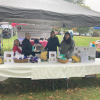 Southborough Gardeners sold bulbs at their booth at HD by Beth Melo