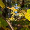 Witch Hazel (photo contributed by Debbie Costine)