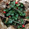 Partridge Berries (photo by Deborah Costine)