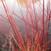 Silky Dogwood (photo by Deborah Costine)