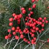 Winterberry and fir sprigs (photo by Deborah Costine)