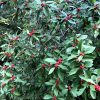 Winterberry shrub (photo by Deborah Costine)