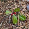 eastern wintergreen by Deborah Costine