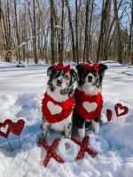 Winner - Best Palentine's Day Photo (submitted by Amy Van Ness)